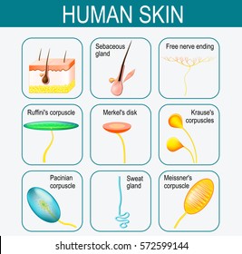 Elements of the human skin. Set icons. glands and sensory system in the skin. Pressure, vibration, temperature, pain and itching are transmitted via special receptory organs