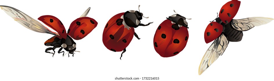Elements with Ladybugs, ladybug motifs