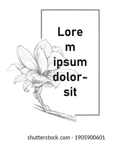 The elements Magnolia flower Hand drawing and sketch,line art on white backgrounds vector hand drawn botanical.vector magnolia for background,texture, wrapper pattern.