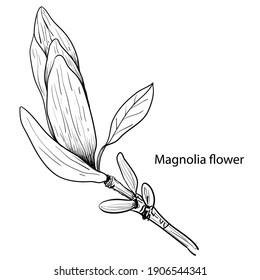 The elements Magnolia flower Hand drawing and sketch,line art on white backgrounds vector hand drawn botanical.vector magnolia for background,texture, wrapper pattern.