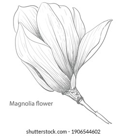 The elements Magnolia flower Hand drawing and sketch,line art on white backgrounds vector hand drawn botanical.vector magnolia for background,texture, wrapper pattern.