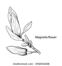 The elements Magnolia flower Hand drawing and sketch,line art on white backgrounds vector hand drawn botanical.vector magnolia for background,texture, wrapper pattern.