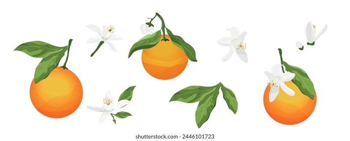 Elements of Neroli. Flowers, buds, fruit and leaves of orange blossom. Vector drawing.	