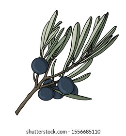 elements with olive branches, with leaves and berries. Black olives are drawn by hand. object isolated on a white background. black stroke elements. Olive tree for background, texture, frame or border