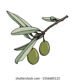 elements with olive branches with leaves and berries. Green olives are drawn by hand. object isolated on a white background. black stroke elements. Olive tree for background texture frame or border.