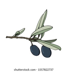 elements with olive branches, with leaves and berries. Black olives are drawn by hand. object isolated on a white background. black stroke elements. Olive tree for background, texture, frame or border