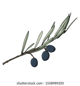 elements with olive branches with leaves and berries. Black olives are drawn by hand. object isolated on a white background. black stroke elements. Olive tree for background texture frame or border.