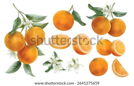 Elements of Orange set hand draw watercolor. EPS file isolated on white background.