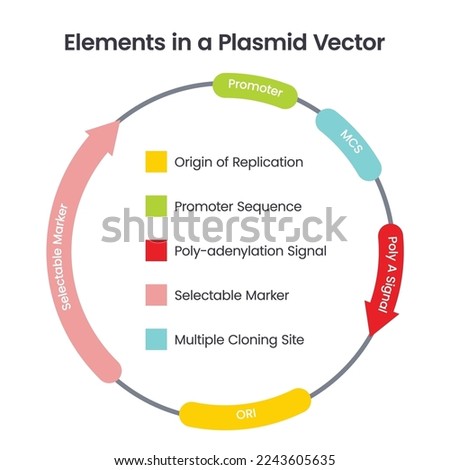 Elements in a Plasmid Vector scientific illustration infographic diagram