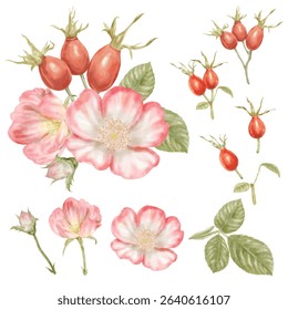 Elements of Rose and Hip rose set hand draw watercolor. EPS file isolated on white background.