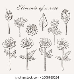 Elements of a rose. Made in sketch style. Vector illustration.