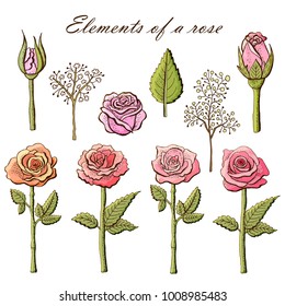 Elements of a rose. Made in sketch style. Vector illustration.