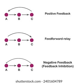 elements of signal transduction cascade networking positive feedback, negative feedback,feedforward relay vector illustration design