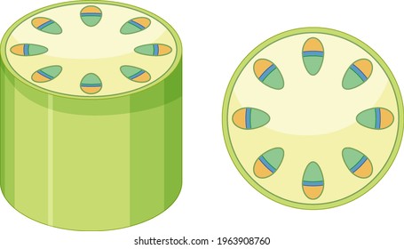 Elements of vascular tissue system in plants illustration