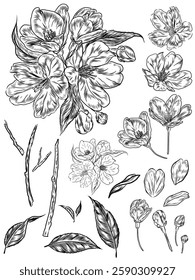 Elements vector drawing of Cherry flower or sakura isolated on white background.