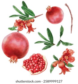 Elements vector of pomegranate with watercolor style isolated on white background.