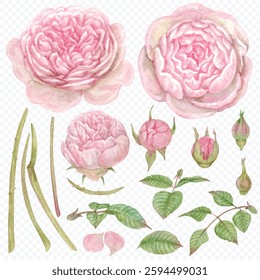 elements vector of rose hand drawn with watercolor. isolated on transparent background for Eps file