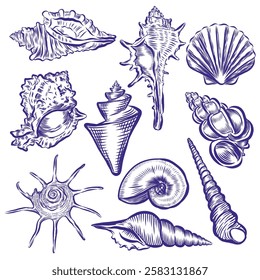 Elements vector of Sea Shell Drawing isolated on white background.