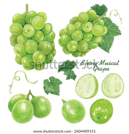 Elements Vector of Shine Muscat Grape handdraw watercolor 