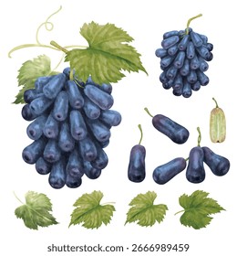 Elementos Vector de dedo de bruja uvas dibujadas a mano acuarela aislada sobre fondo transparente.