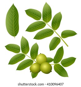 elements of walnut leaves and fruit