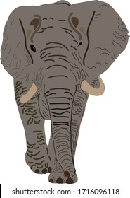 The elepant moving forward looks very cute.
