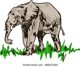 elephant