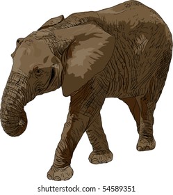elephant