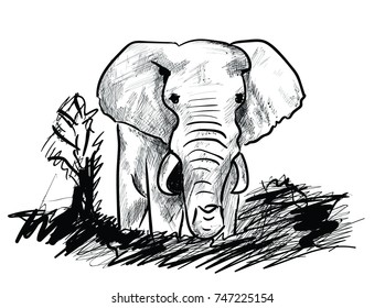  elephant