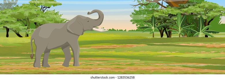 Elephant in the African bush. Savannah and jungle in Africa. Wild animals. Realistic Vector Landscape