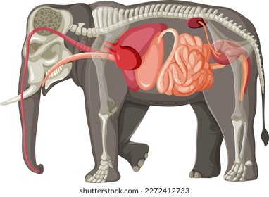 Elephant Anatomy Concept for Science Education illustration