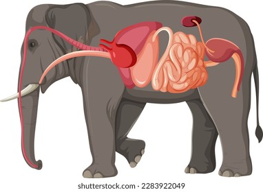 Elephant Anatomy Concept for Science Education illustration