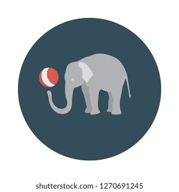 elephant   animal   circus  
