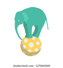 elephant   animal   circus  
