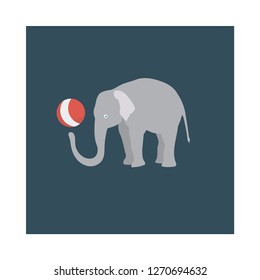 elephant   animal   circus  
