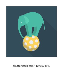 elephant   animal   circus  
