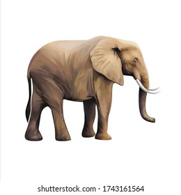 Elephant Animal Vector Illustration Design