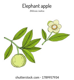 Elephant apple, or chalta (Dillenia indica), edible plant. Hand drawn botanical vector illustration