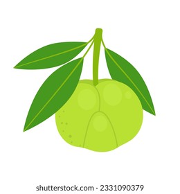 Elephant apple whole fruit isolated on white background. Dillenia indica, chulta, chalta or ou tenga icon. Vector illustration of tropical exotic fruits in flat style.