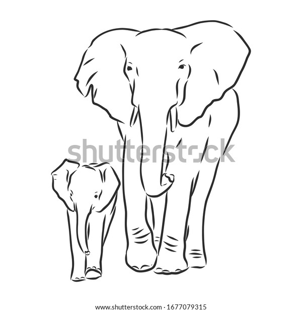 Elephant Baby Elephant Vector Sketch Illustration Stock Vector (Royalty ...