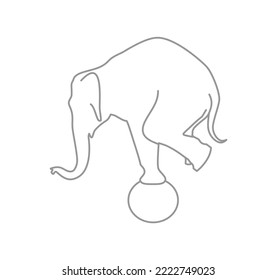 The elephant is balancing on the ball