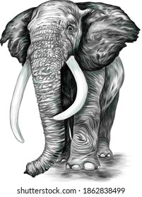 ilustración elefante del vector blanco negro