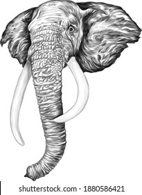 ilustración elefante vectorial en blanco y negro