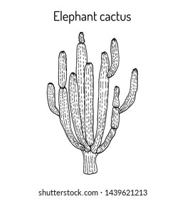 Elephant cactus (Pachycereus pringlei), medicinal plant. Hand drawn botanical vector illustration