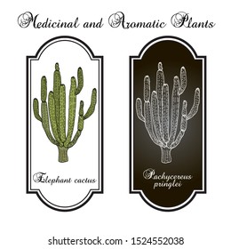 Elephant cactus (Pachycereus pringlei), medicinal plant. Hand drawn botanical vector illustration