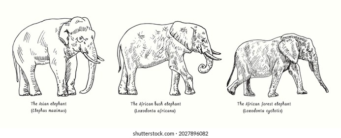 Elephant collection,  Asian elephant (Elephas maximus), African bush elephant (Loxodonta africana), African forest elephant (Loxodonta cyclotis), side view. Ink  doodle drawing in woodcut style