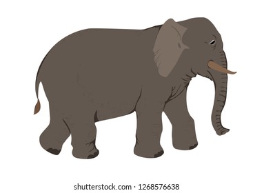 Elephant in color simply stile