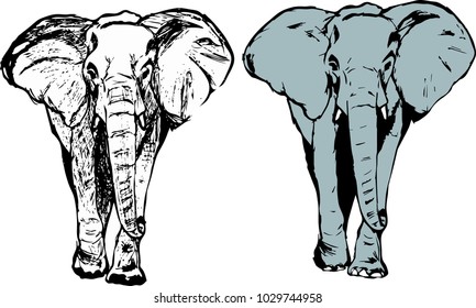 Elephant coloring, vector illustration. Icon, symbol. Sketch