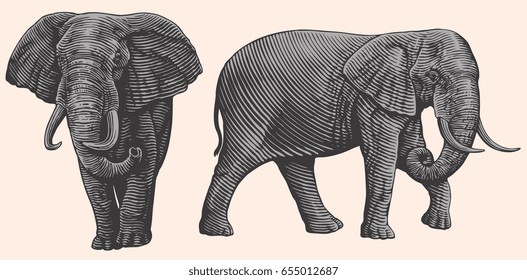 Elephant. Design set. Hand drawn engraving. Vector vintage illustration. Isolated on color background. 8 EPS