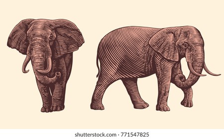 Elephant. Design set. Hand drawn engraving. Vector vintage illustration. Isolated on light background. 8 EPS